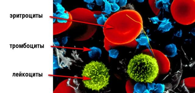 Тромбоциты., Свойства тромбоцитов., Функции тромбоцитов. - Форменные элементы крови. Норма и патология