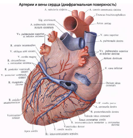 Анатомия и внутреннее строение сердца человека. Физиология сердца: проводящая система сердца