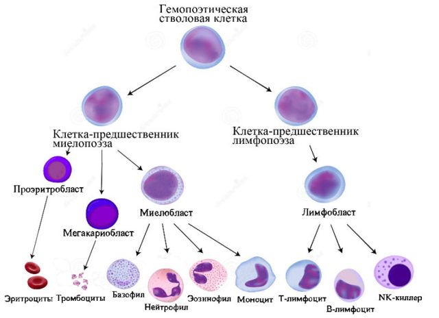 Лейкоз, бластный криз, нейтропения - Портал о скорой помощи и медицине