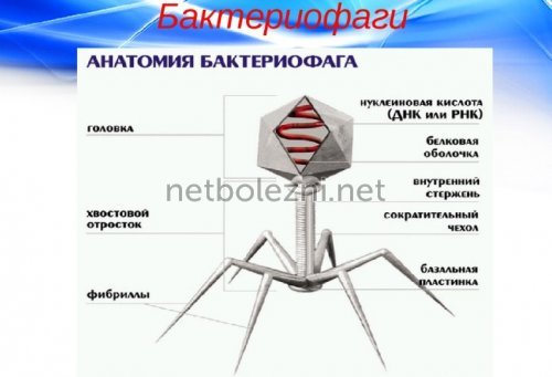 Бактериофаг аналоги цена отзывы инструкция по применению - Аналоги лекарств