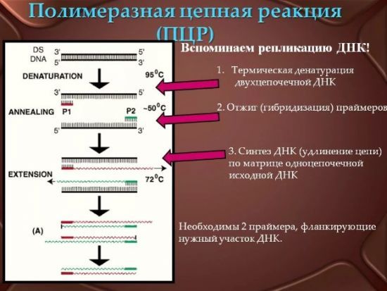 Расшифровка анализа крови на хламидии норма