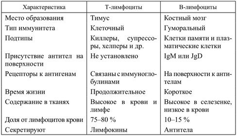 Нормы лимфоцитов у взрослых и детей
