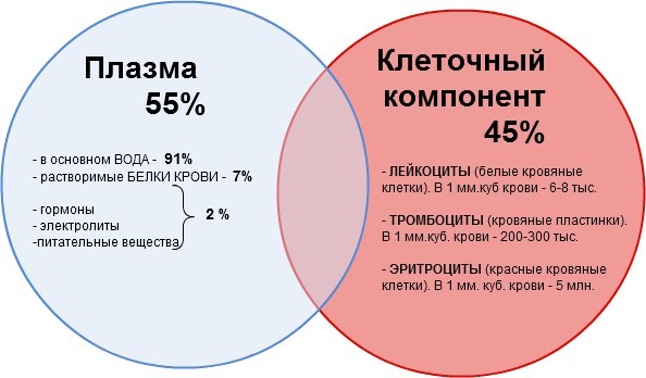 Норма лейкоцитов в крови у женщин: особенности и причины отклонений