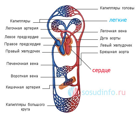 Сердечный кашель: симптомы, лечение