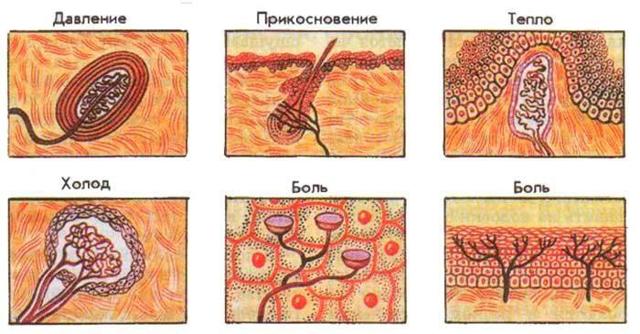 Мазь Доктор Мом: инструкция по применению