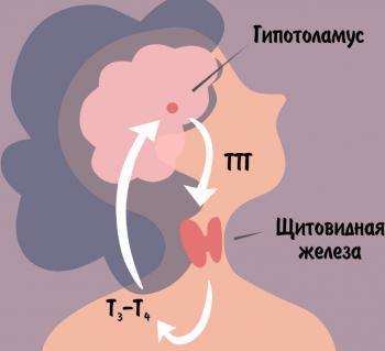 Что такое ТТГ гормон - подготовка к анализу крови