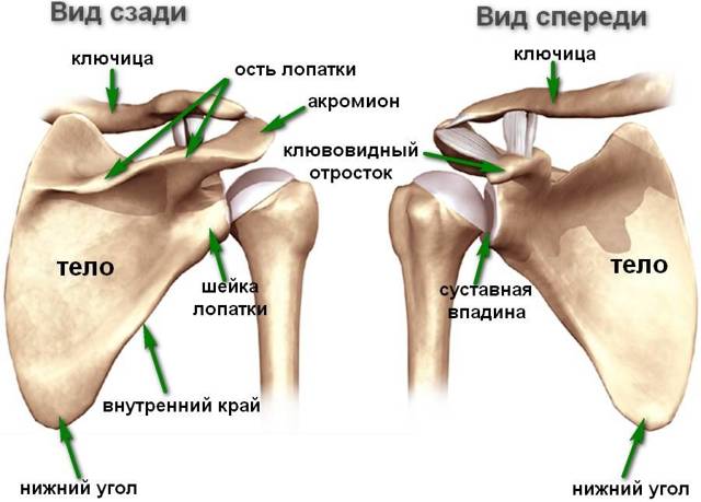 Боль под правой лопаткой сзади со спины (колющая, резкая, тупая): причины и лечение