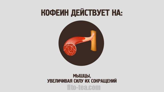Влияние кофе на сосуды головного мозга: расширяет или сужает сосуды