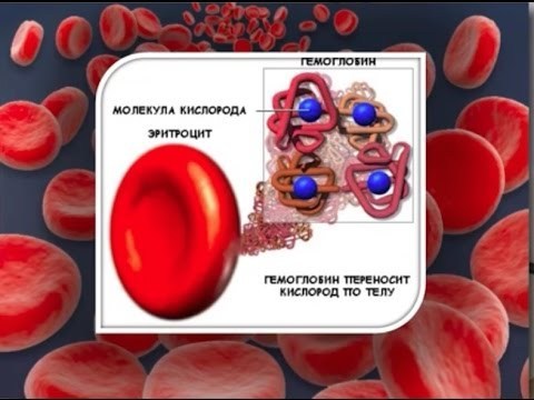 Что значат понижены эритроциты в крови взрослого (причины у женщин). Эритроциты понижены, что это значит