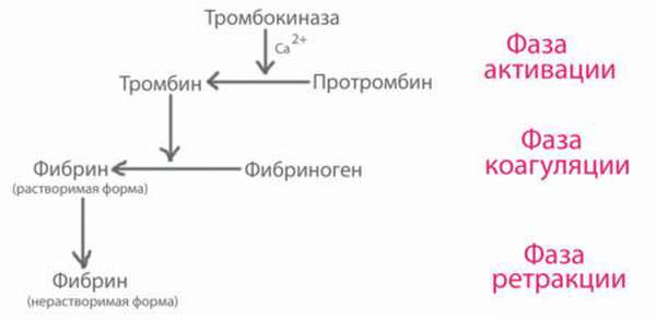 Свертывание крови. Схема свертывания крови