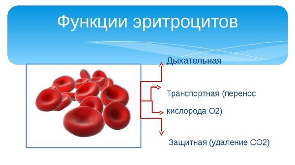 Норма эритроцитов в крови: что такое красные клетки, за что они отвечают и как обозначаются в анализе, количеству у женщин и мужчин, изменения по возрасту