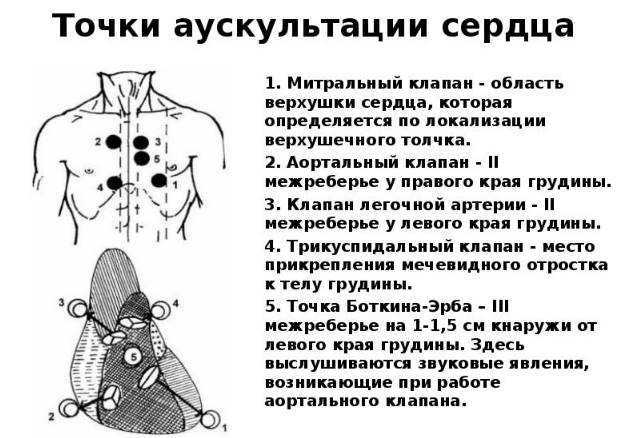 Аускультация сердца (выслушивание): точки, алгоритм, суть
