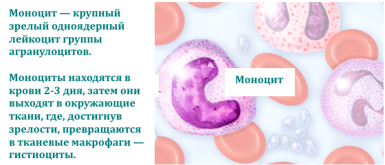 В крови повышены моноциты: причины у взрослого и ребёнка