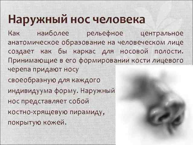 Клиническая анатомия носа. Кровоснабжение полости носа