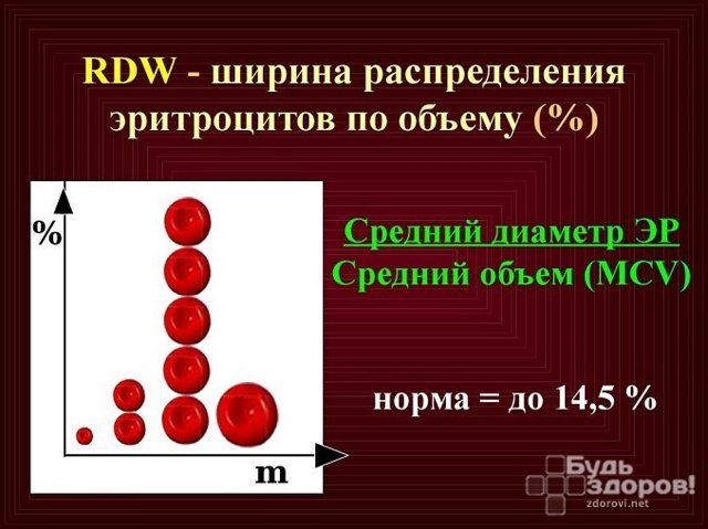 Почему rdw в анализе крови повышен и какой должна быть норма