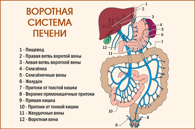 Воротная вена печени 9 мм - Лечение печени