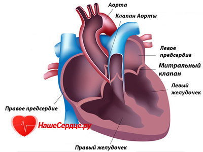 Сердечный клапан не закрывается до конца