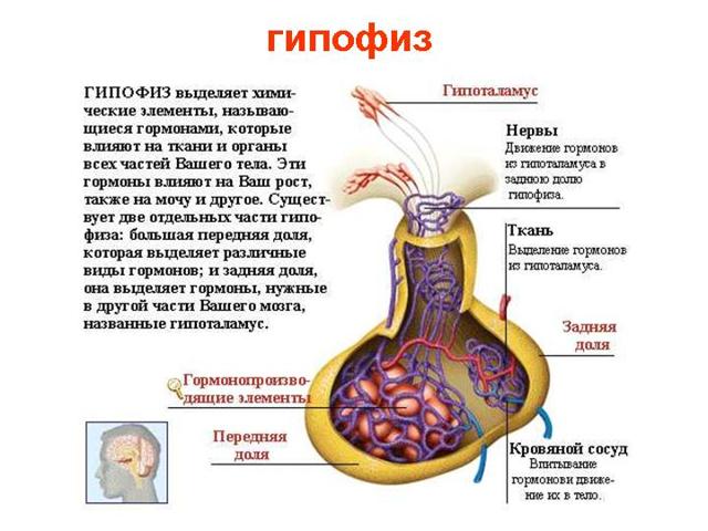 Когда сдавать анализы на женские гормоны и как правильно это сделать?