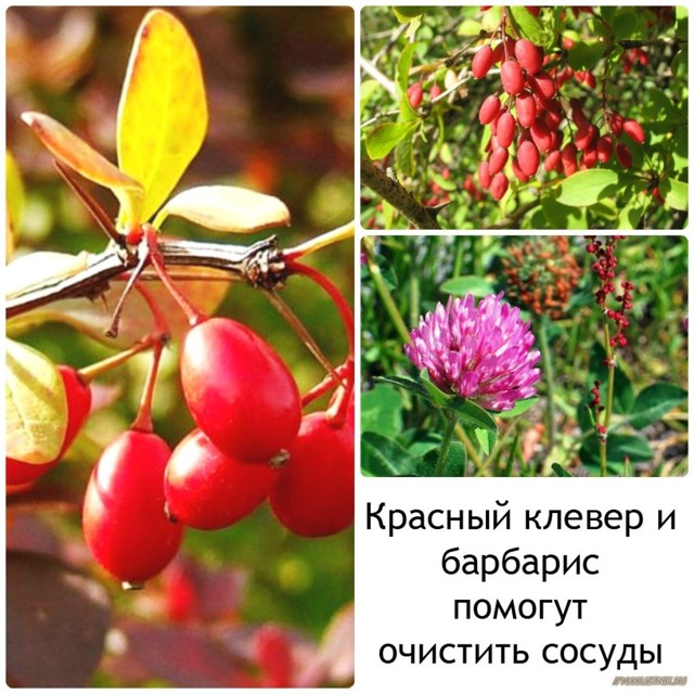 Чистка сосудов народными средствами