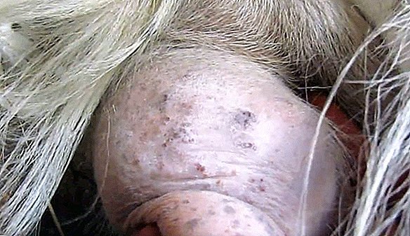 Хвороби корів: причини, симптоми, способи лікування, профілактика тварин