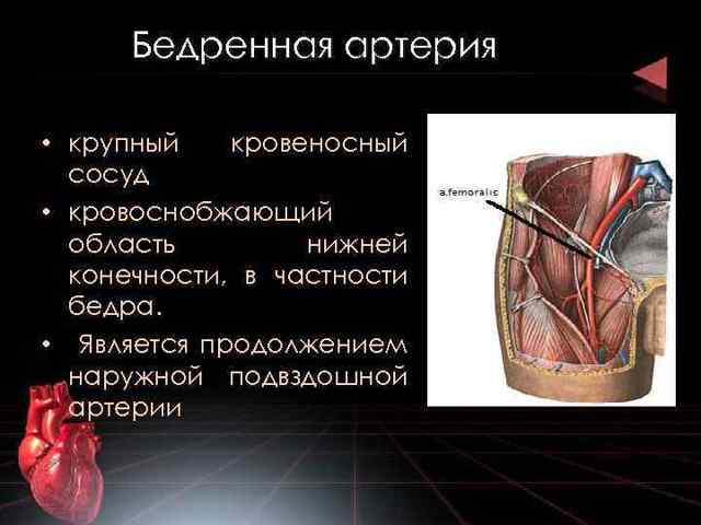 Бедренная артерия - анатомия - медицинская энциклопедия