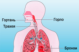 Симптомы и лечение трахеита у взрослых