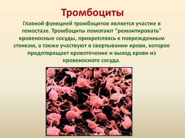 Средний объем тромбоцитов повышен - Гид-медик