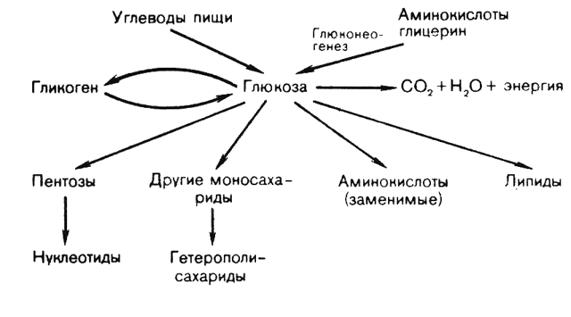 Анализ на глюкозу при беременности: особенности и важность