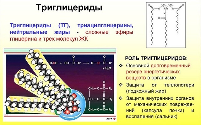 Триглицериды - что это такое и что показывает