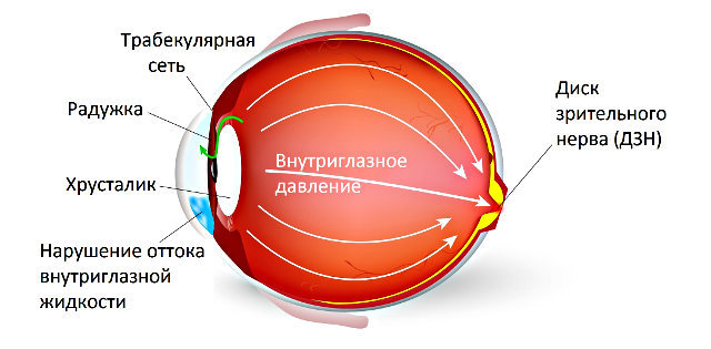 Сердечно-сосудистая система человека: анатомо-физиологические особенности сердца, круги кровообращения, строение и функции