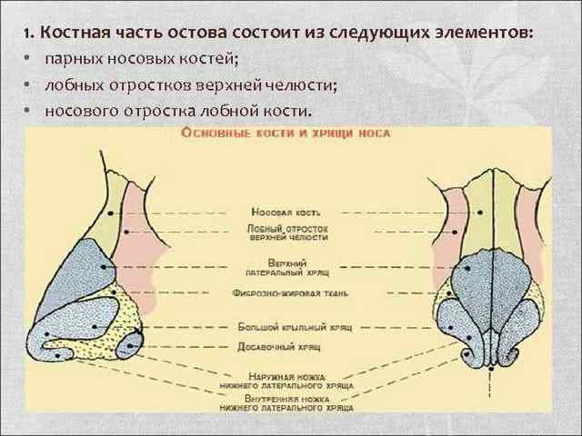 Клиническая анатомия носа. Кровоснабжение полости носа