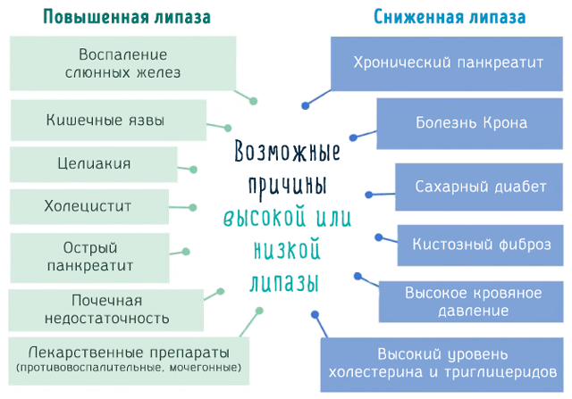 Фермент Липаза, что за фермент, что расщепляет