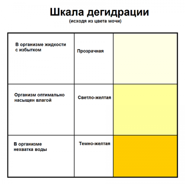 Общий анализ мочи - таблица, норма и расшифровка результатов у взрослых