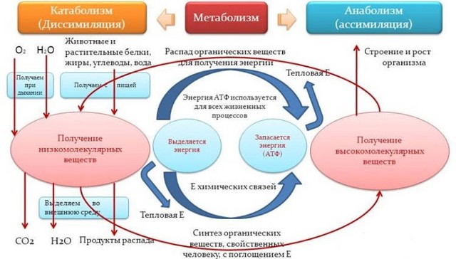 Как улучшить обмен веществ народными средствами