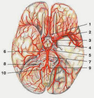Внутренняя сонная артерия