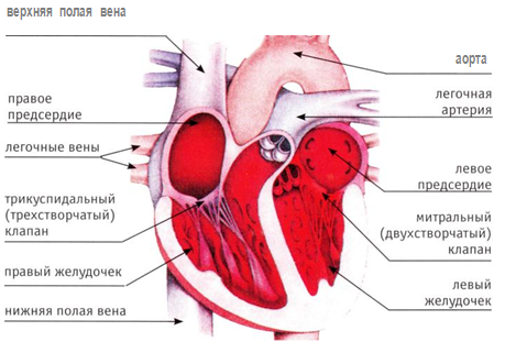 Почему сердце бьется? Зачем бьется сердце За счет чего бьется сердце человека