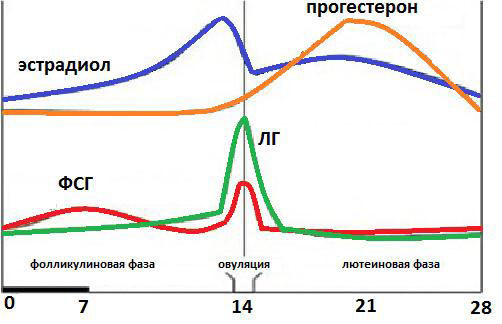 Гормон ФСГ в крови - Повышенный гормон ФСГ у женщин в лаборатории Lab4U