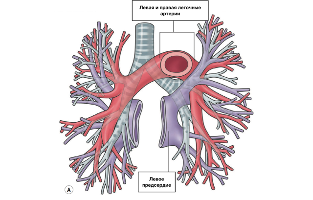 Анатомия сосудов легких. Легочная артерия