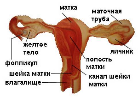 Как остановить маточное кровотечение с помощью народной медицины