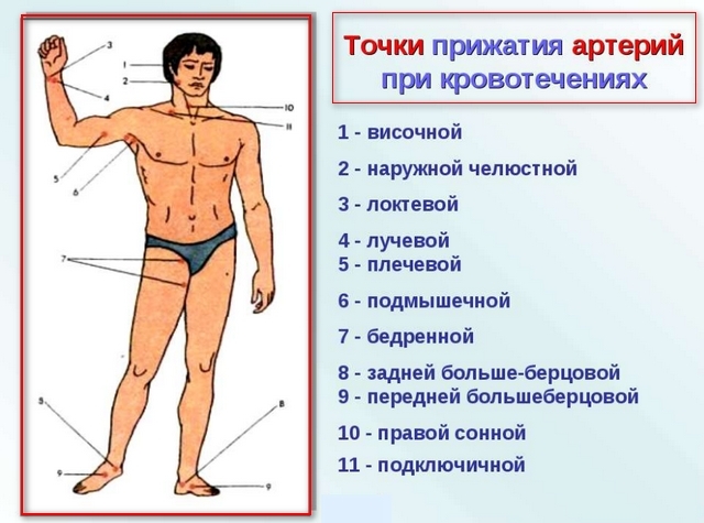 Пальцевое прижатие артерий при кровотечениях: точки и места прижатия