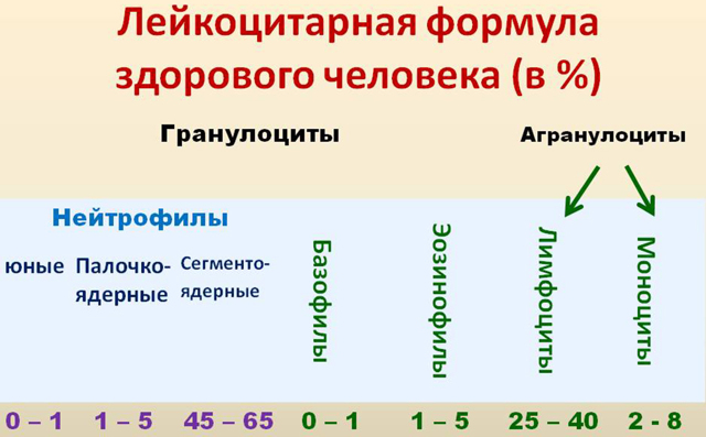 Подсчет лимфоцитов в крови: формула, методики
