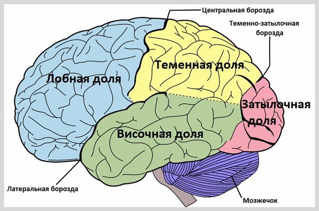 Кавернозная ангиома головного мозга