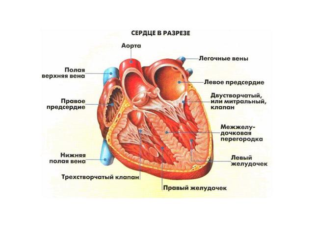 Сердце человека имеет камерное строение количество камер. Сколько камер присутствует в сердце человека