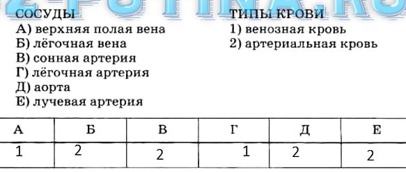 Из левого желудочка вытекает кровь | Наше сердце