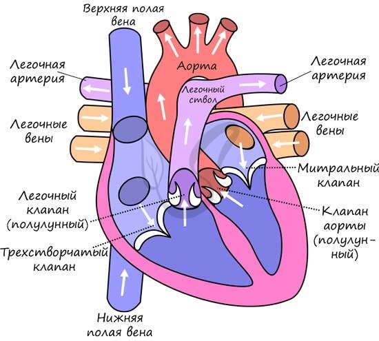 Из левого желудочка вытекает кровь | Наше сердце