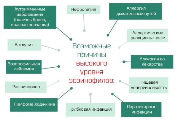 Эозинофилы повышены: патология или вариант нормы