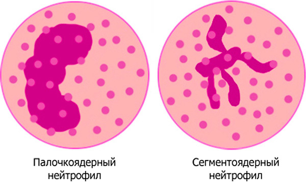 Лейкоциты, их классификация, свойства и функции.