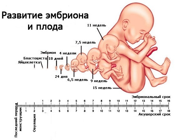 Сердцебиение плода во время беременности: таблица нормы по неделям