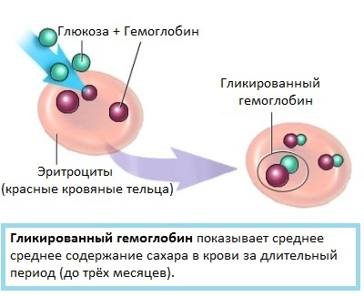 Анализ крови гликированный гемоглобин расшифровка - Всё о лечении диабета