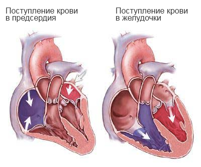Сердце человека: анатомия и физиология главного органа